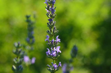 Lavanta çiçeği, Fransa 'nın Provence bölgesindeki bir tarlada mavi bir gökyüzüne yakın duruyor..
