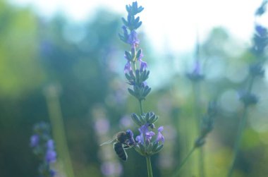 Lavanta çiçeği, Fransa 'nın Provence bölgesindeki bir tarlada mavi bir gökyüzüne yakın duruyor..