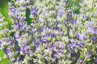 Lavanta çiçeği, Fransa 'nın Provence bölgesindeki bir tarlada mavi bir gökyüzüne yakın duruyor..