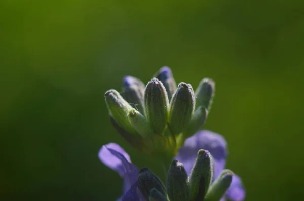 Levandule Květina Zavřít Poli Provence Francie Pozadí Modré Oblohy — Stock fotografie