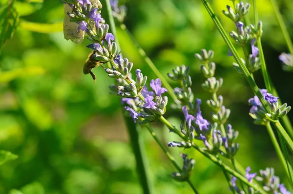 Lavanta çiçeği, Fransa 'nın Provence bölgesindeki bir tarlada mavi bir gökyüzüne yakın duruyor..