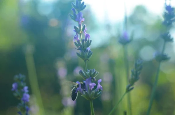 Flor Lavanda Cerca Campo Provenza Francia Sobre Fondo Cielo Azul —  Fotos de Stock