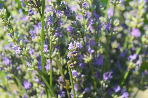 Lavanta çiçeği, Fransa 'nın Provence bölgesindeki bir tarlada mavi bir gökyüzüne yakın duruyor..