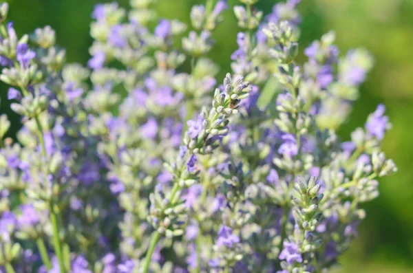 Lavanta çiçeği, Fransa 'nın Provence bölgesindeki bir tarlada mavi bir gökyüzüne yakın duruyor..