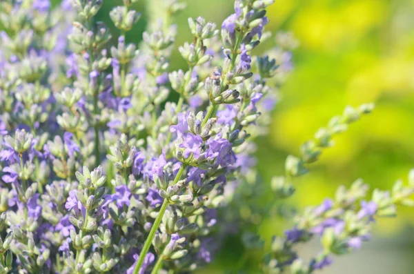 Lavanta çiçeği, Fransa 'nın Provence bölgesindeki bir tarlada mavi bir gökyüzüne yakın duruyor..