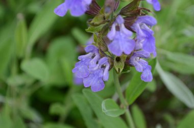 Güzel mor adaçayı çiçekleri yaz çayırlarında çiçek açar. Çiçek arkaplanı. Kapat.