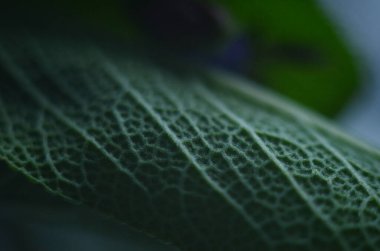 Güzel mor adaçayı çiçekleri yaz çayırlarında çiçek açar. Çiçek arkaplanı. Kapat.