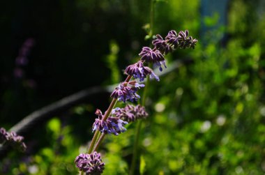 Güzel mor adaçayı çiçekleri yaz çayırlarında çiçek açar. Çiçek arkaplanı. Kapat.