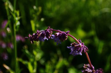 Güzel mor adaçayı çiçekleri yaz çayırlarında çiçek açar. Çiçek arkaplanı. Kapat.