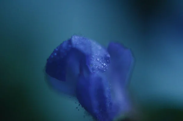 夏に美しい紫色のセージの花を咲かせます 花の背景 閉じろ — ストック写真