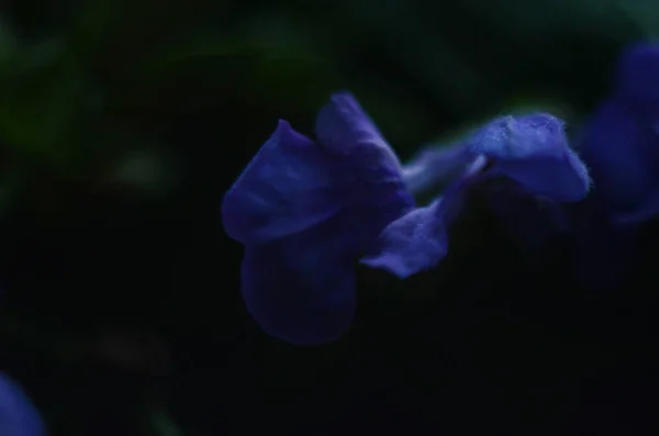 夏に美しい紫色のセージの花を咲かせます 花の背景 閉じろ — ストック写真
