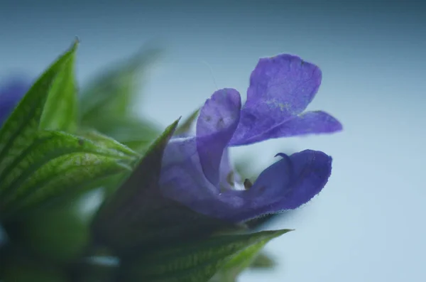 Piękne Purpurowe Kwiaty Szałwii Kwitną Letniej Łące Tło Kwiatu Zamknij — Zdjęcie stockowe