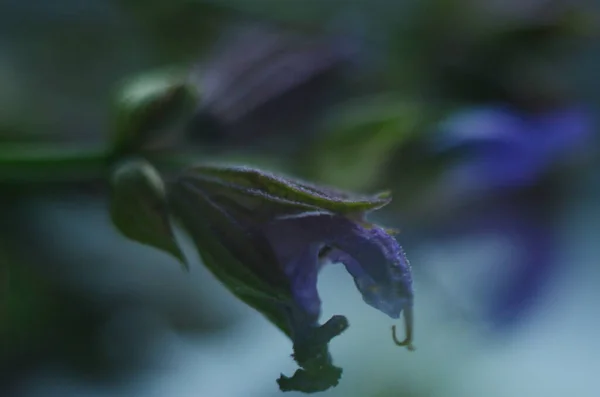 Prachtige Paarse Saliebloemen Bloeien Zomerweide Bloemenachtergrond Sluiten — Stockfoto