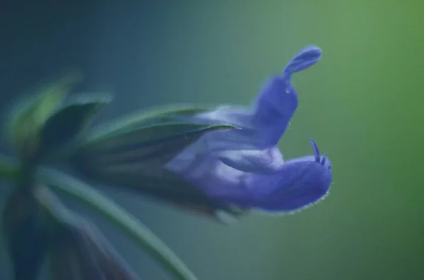 Красиві Фіолетові Квіти Мудреця Цвітуть Літньому Лузі Квітковий Фон Крупним — стокове фото