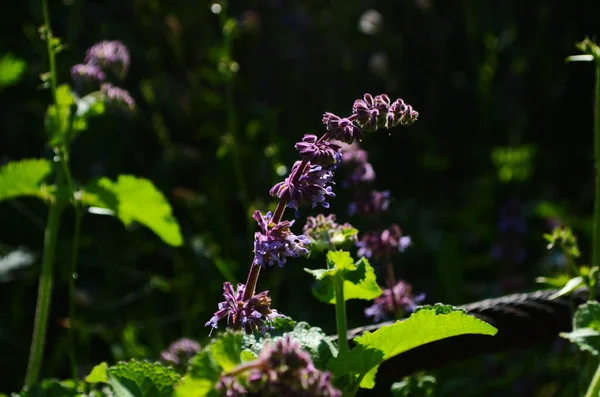 Hermosas Flores Salvia Púrpura Florece Prado Verano Fondo Flores Cerca —  Fotos de Stock