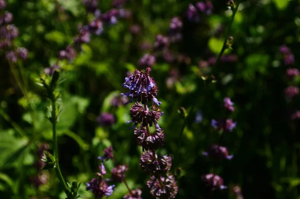 Hermosas Flores Salvia Púrpura Florece Prado Verano Fondo Flores Cerca —  Fotos de Stock