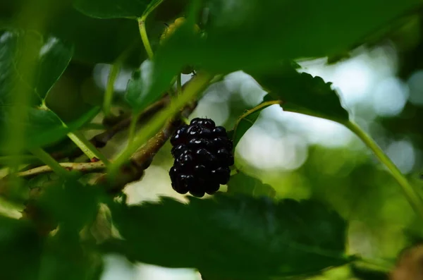 Čerstvé Moruše Černé Zralé Červené Nezralé Moruše Větvi Stromu Zdravé — Stock fotografie