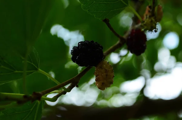 Taze Dut Siyah Olgun Ağacın Dalında Kırmızı Olgunlaşmamış Dut Sağlıklı — Stok fotoğraf