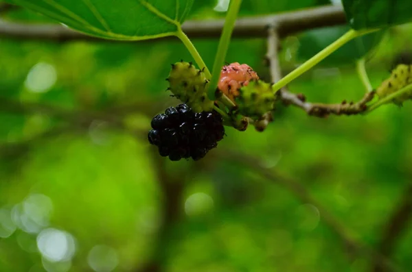 Murbei Segar Hitam Matang Dan Merah Unripe Mulberry Pada Cabang — Stok Foto