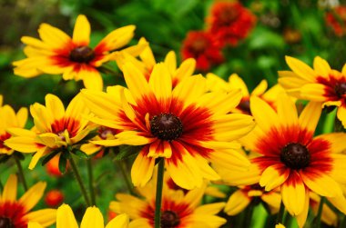 Turuncu bahçeli Rudbeckia çiçeği çok yakın. Manzara tasarımında Rudbecia. Parlak çiçek arkaplanı.