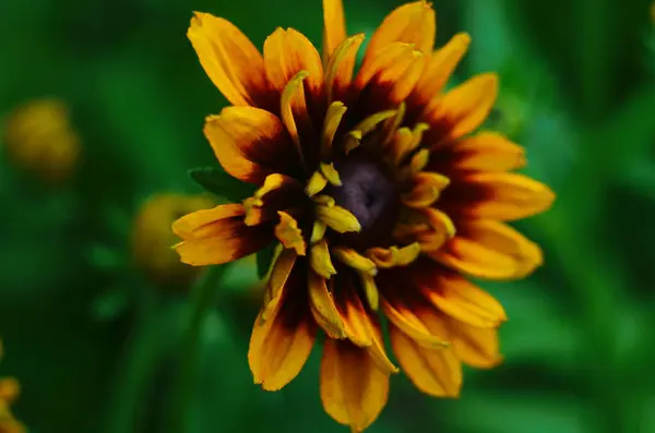 Oranžové Zahrady Rudbeckia Květina Zblízka Rudbecia Krajinném Designu Jasné Květinové — Stock fotografie