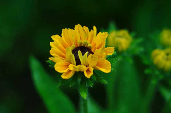 Naranja Jardines Rudbeckia Flor Cerca Rudbecia Diseño Paisajístico Fondo Floral — Foto de Stock