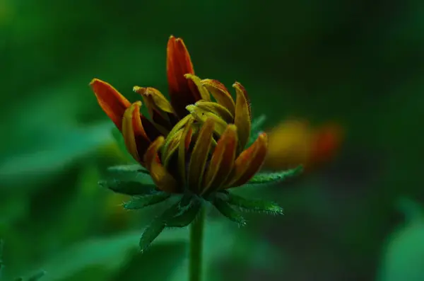 Laranja Jardins Rudbeckia Flor Perto Rudbecia Paisagismo Fundo Floral Brilhante — Fotografia de Stock