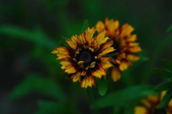 Laranja Jardins Rudbeckia Flor Perto Rudbecia Paisagismo Fundo Floral Brilhante — Fotografia de Stock