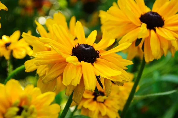 Naranja Jardines Rudbeckia Flor Cerca Rudbecia Diseño Paisajístico Fondo Floral — Foto de Stock