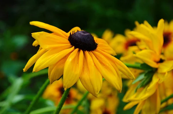 Naranja Jardines Rudbeckia Flor Cerca Rudbecia Diseño Paisajístico Fondo Floral —  Fotos de Stock