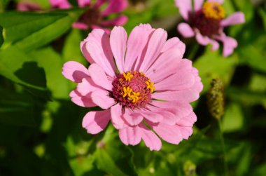 Renkli zinnia çiçekleri tarlada çiçek açıyor. Yakın plan.