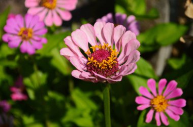 Renkli zinnia çiçekleri tarlada çiçek açıyor. Yakın plan.
