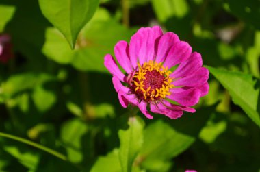 Renkli zinnia çiçekleri tarlada çiçek açıyor. Yakın plan.
