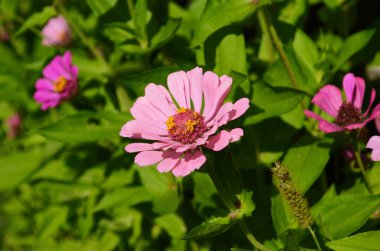 Renkli zinnia çiçekleri tarlada çiçek açıyor. Yakın plan.