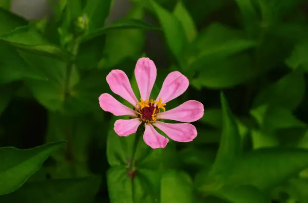 Kolorowe Kwiaty Cynnia Kwitnące Polu Zbliżenie — Zdjęcie stockowe
