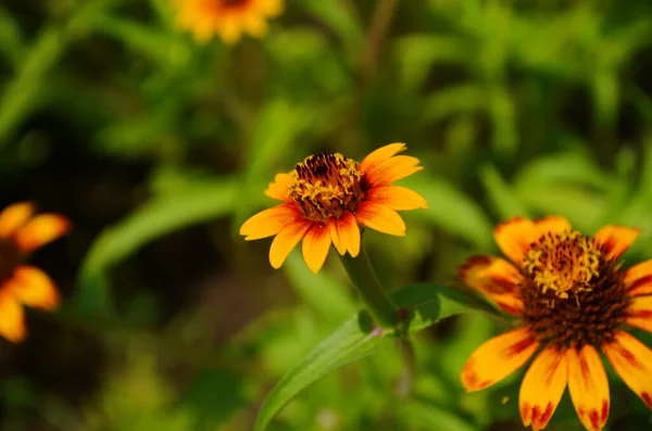 Flores Zinnia Colores Floreciendo Campo Cerca — Foto de Stock