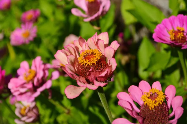 Farbenfrohe Zinnia Blumen Blühen Feld Aus Nächster Nähe — Stockfoto