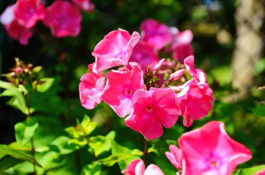 Parlak fenomen bahçede çiçek açıyor..