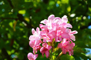 Parlak fenomen bahçede çiçek açıyor..