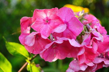 Parlak fenomen bahçede çiçek açıyor..