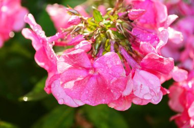 Parlak fenomen bahçede çiçek açıyor..
