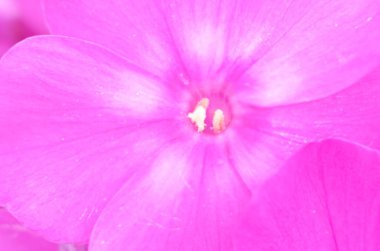 Parlak fenomen bahçede çiçek açıyor..