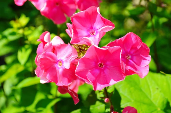 Parlak fenomen bahçede çiçek açıyor..