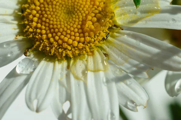 Chamomile Camomile Flower Drops Water White Petals Rain Green Background — Stock Photo, Image