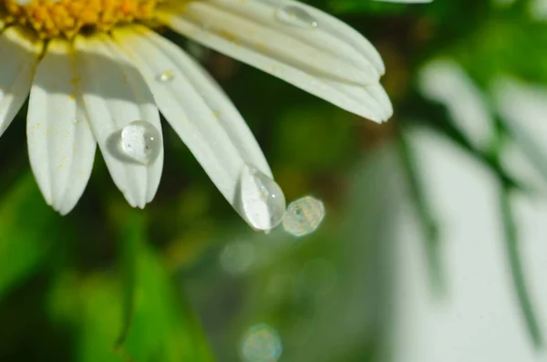 Camomila Flor Camomila Com Gotas Água Nas Pétalas Brancas Após — Fotografia de Stock