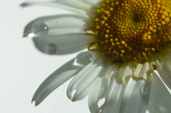 菊花或迷迭香花 有水滴在白色花瓣上 雨后在绿色背景上 — 图库照片