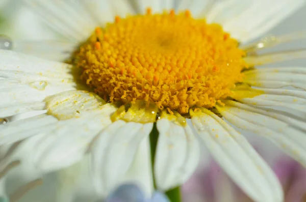 Chamomile or camomile flower with drops of water on the white petals after rain on the green background . Close-up. Macro. — Stock Photo, Image