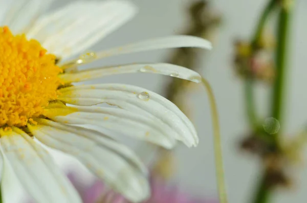Flor de manzanilla o manzanilla con gotas de agua sobre los pétalos blancos después de la lluvia sobre el fondo verde. Primer plano. Macro. — Foto de Stock