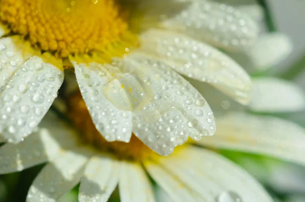 Flor de manzanilla o manzanilla con gotas de agua sobre los pétalos blancos después de la lluvia sobre el fondo verde. Primer plano. Macro. — Foto de Stock