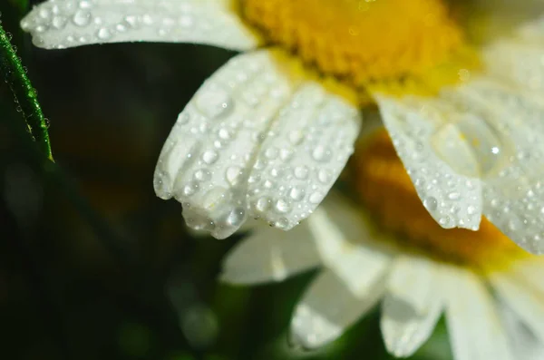 Chamomile or camomile flower with drops of water on the white petals after rain on the green background . Close-up. Macro. — Stock Photo, Image